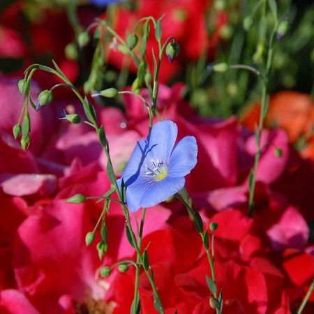 B+B Passifleur Delemont Luaran gambar