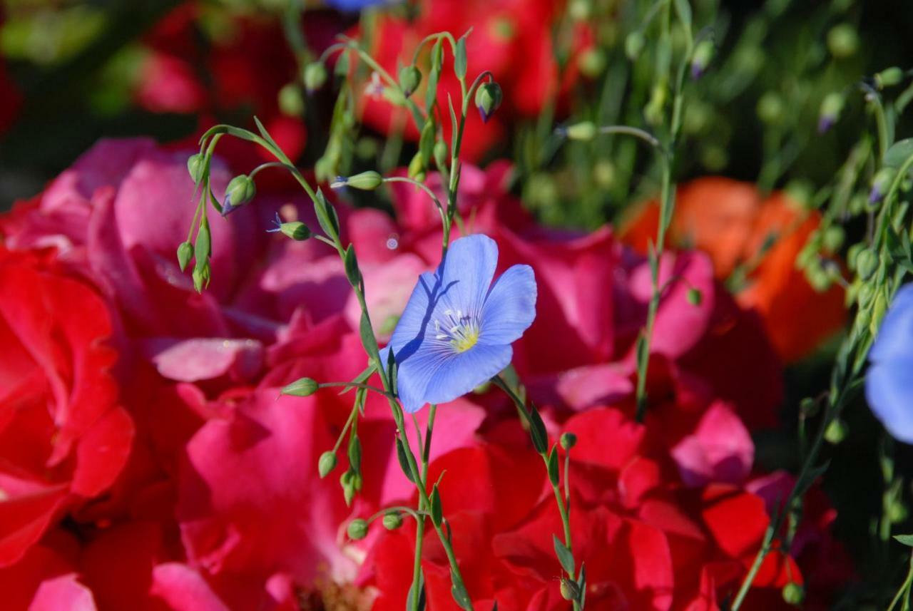 B+B Passifleur Delemont Luaran gambar